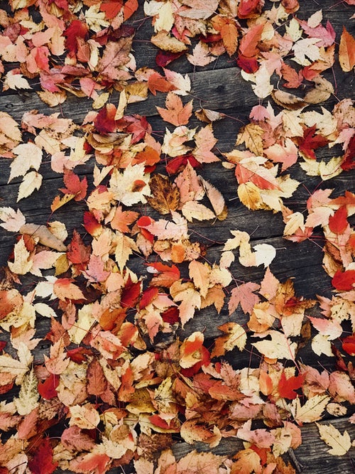 「instagramの秋の写真のアイデア-葉」