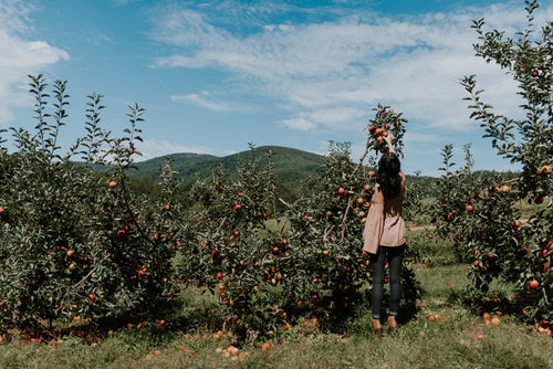 「instagramの秋の写真のアイデア-女の子はリンゴを選ぶ」