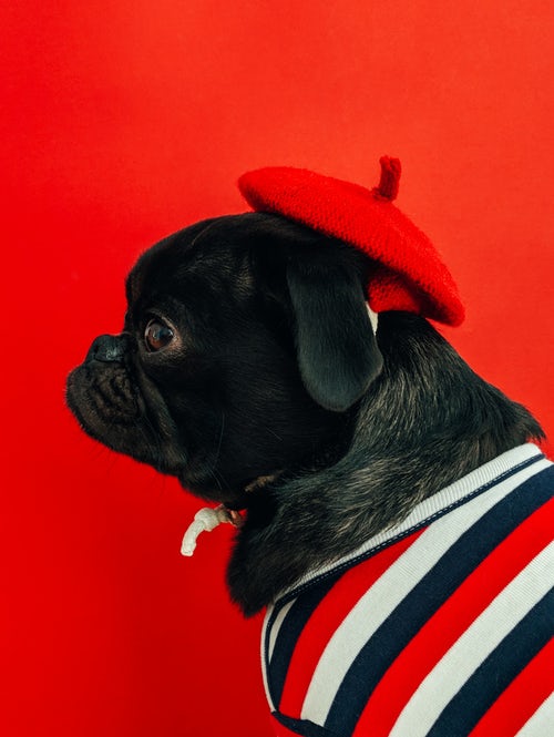 「Instagramの秋の写真のアイデア-赤いベレー帽のパグ」